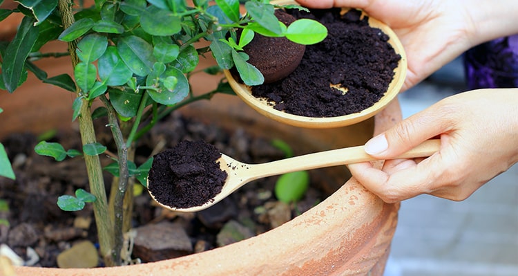 borra de café para babosas y caracoles