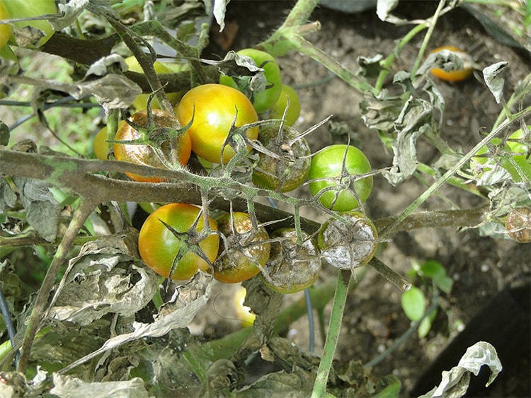 Tomates enfermos con tizon