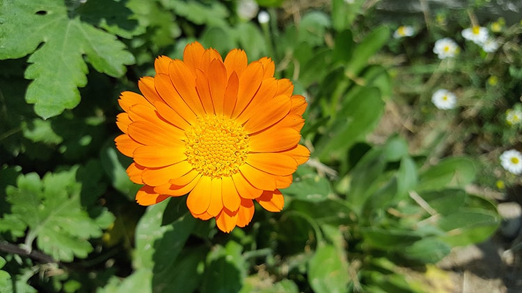 flor calendula en el jardín